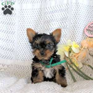 Jackson, Yorkie Puppy
