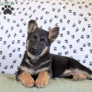 Jackson, German Shepherd Puppy