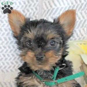 Jackson, Yorkie Puppy