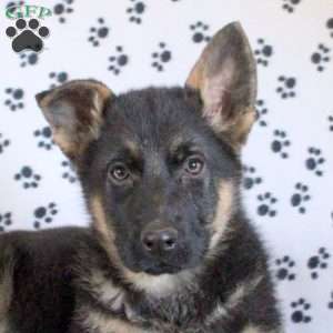 Jackson, German Shepherd Puppy