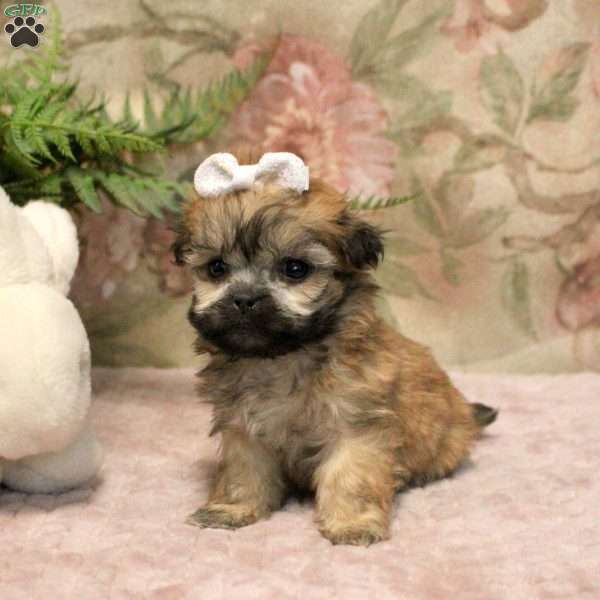 Jade, Teddy Bear Puppy