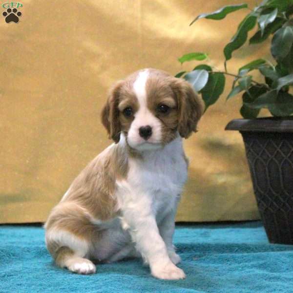 Jade, Cavalier King Charles Spaniel Puppy