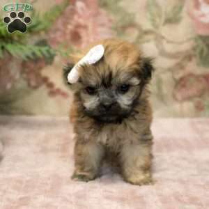 Jade, Teddy Bear Puppy