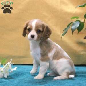 Jade, Cavalier King Charles Spaniel Puppy