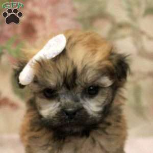 Jade, Teddy Bear Puppy