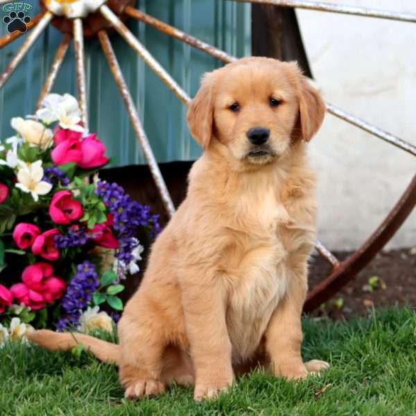 Jaden, Golden Retriever Puppy