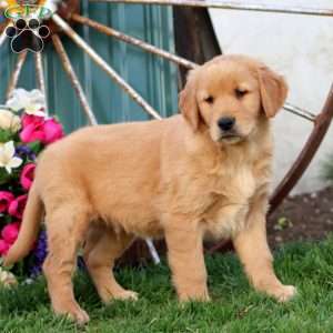 Jaden, Golden Retriever Puppy