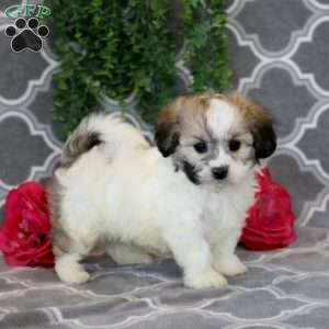 Jaden, Teddy Bear Puppy