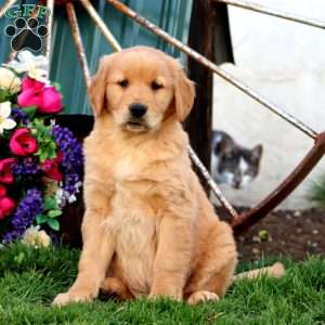 Jaden, Golden Retriever Puppy