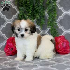 Jaden, Teddy Bear Puppy