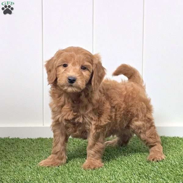 Jake, Mini Goldendoodle Puppy