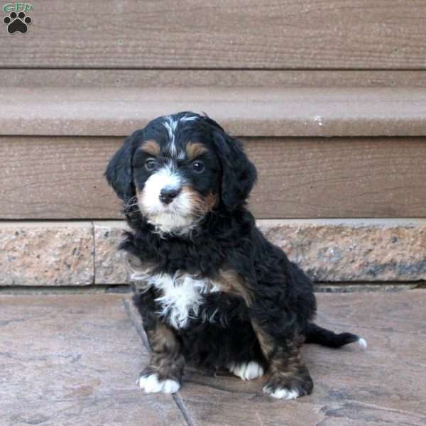 Jake, Mini Bernedoodle Puppy