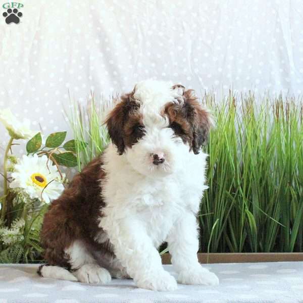 Jake, Mini Bernedoodle Puppy