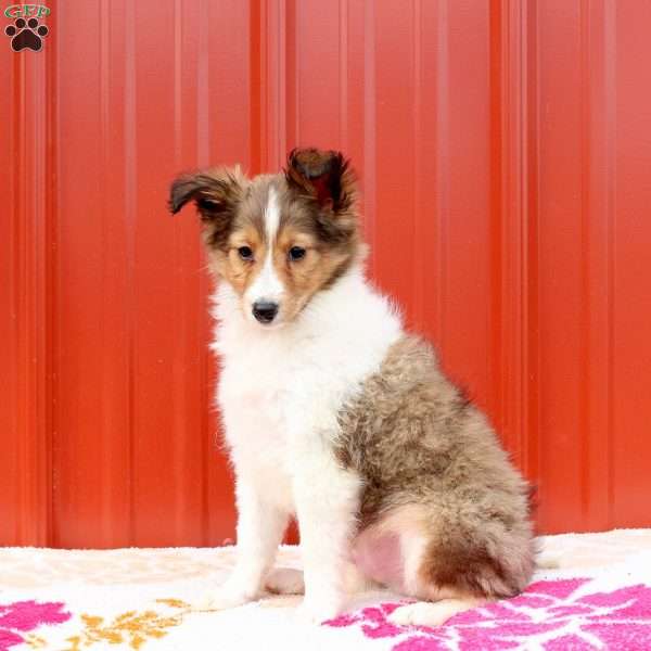 Jake, Sheltie Puppy