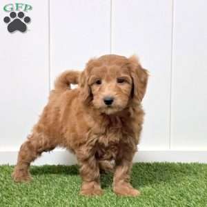 Jake, Mini Goldendoodle Puppy