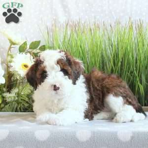 Jake, Mini Bernedoodle Puppy