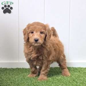 Jake, Mini Goldendoodle Puppy
