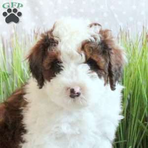 Jake, Mini Bernedoodle Puppy