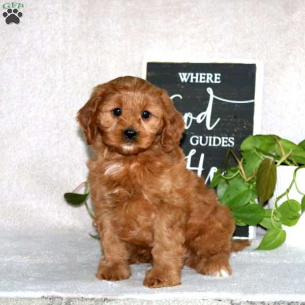 Jalen, Cavapoo Puppy