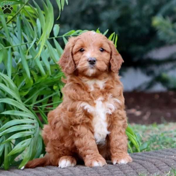 Jalen – F1B, Goldendoodle Puppy