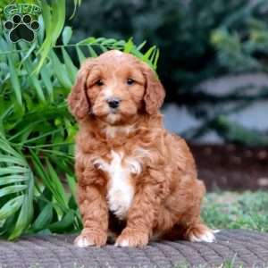 Jalen – F1B, Goldendoodle Puppy