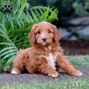 Jalen – F1B, Goldendoodle Puppy