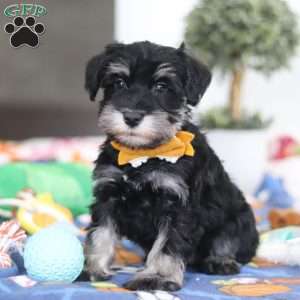 James, Miniature Schnauzer Puppy