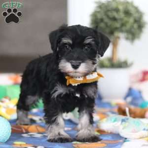 James, Miniature Schnauzer Puppy