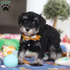 James, Miniature Schnauzer Puppy