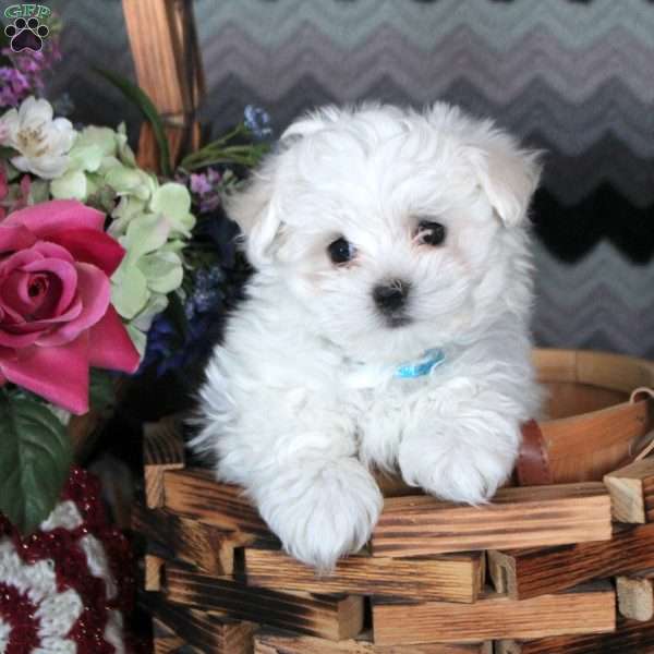 James, Maltese Puppy