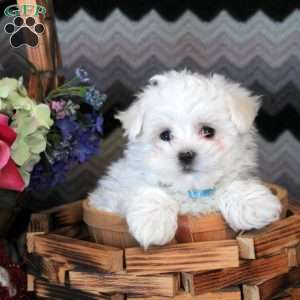 James, Maltese Puppy
