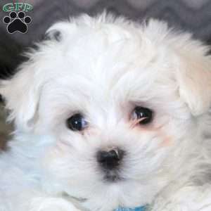 James, Maltese Puppy
