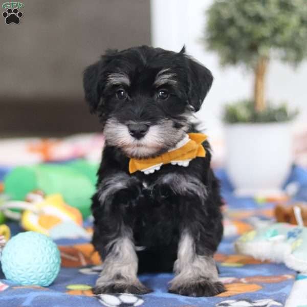 James, Miniature Schnauzer Puppy