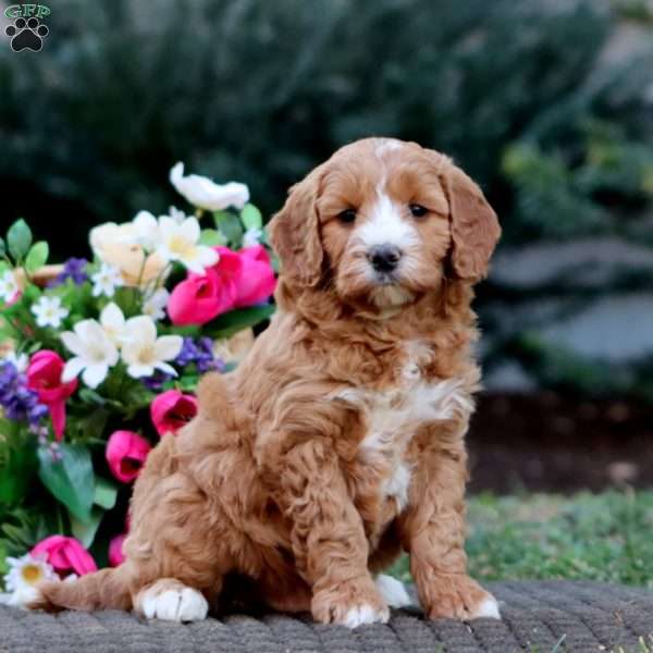 Jamie – F1B, Goldendoodle Puppy