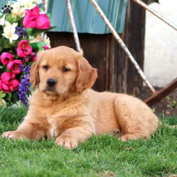 Jamie, Golden Retriever Puppy