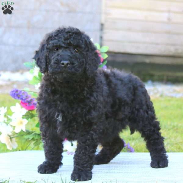 Jamie, Mini Goldendoodle Puppy