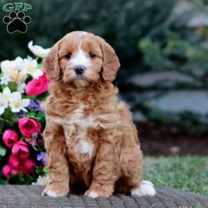 Jamie – F1B, Goldendoodle Puppy