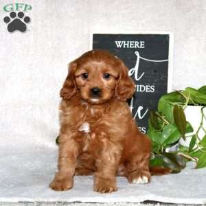 Jamie, Cavapoo Puppy