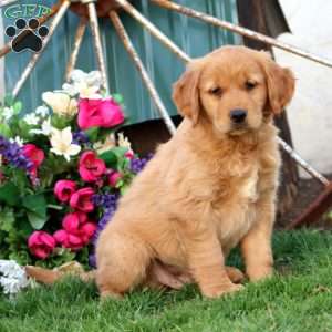 Jamie, Golden Retriever Puppy