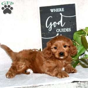 Jamie, Cavapoo Puppy