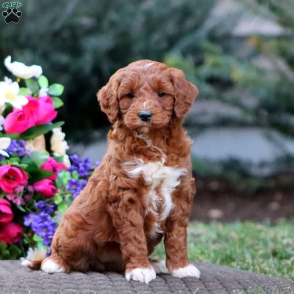 Janae – F1B, Goldendoodle Puppy