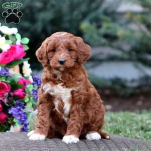 Janae – F1B, Goldendoodle Puppy