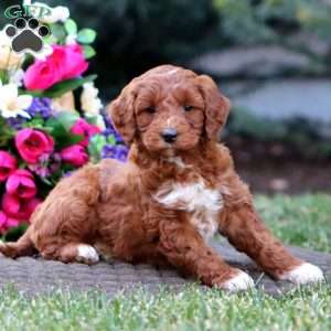 Janae – F1B, Goldendoodle Puppy
