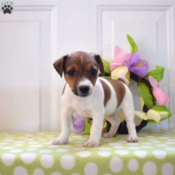 Jane, Jack Russell Terrier Puppy
