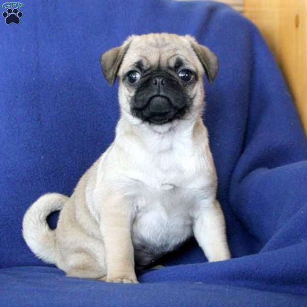 Janet, Pug Puppy