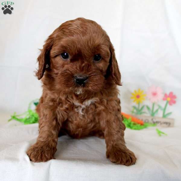 Janet, Cavapoo Puppy
