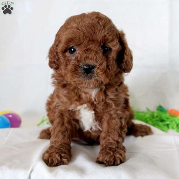 Janey, Cavapoo Puppy