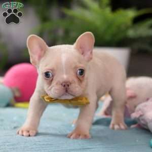 Jared, French Bulldog Puppy