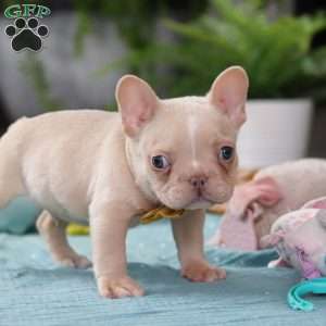 Jared, French Bulldog Puppy