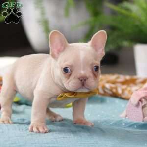 Jared, French Bulldog Puppy